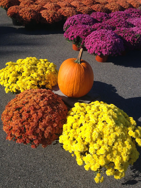 Fall mums and pumpkin