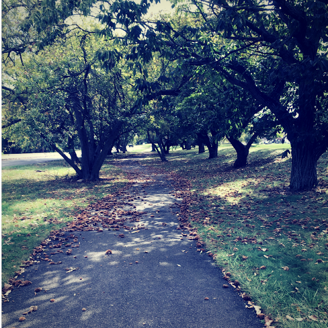 walkway with trees trees on a street