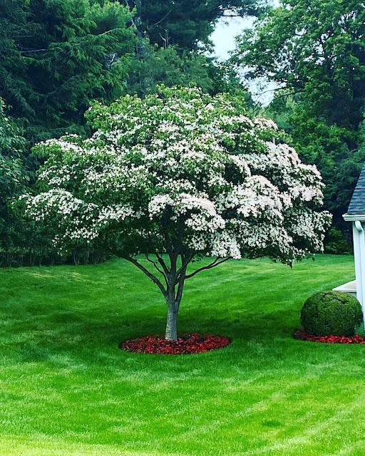 tree in full bloom in yard