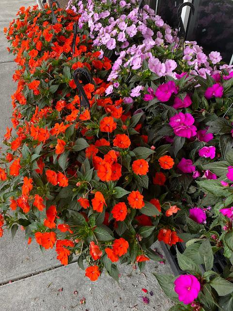 flowers, inpatiens, colorful flowers