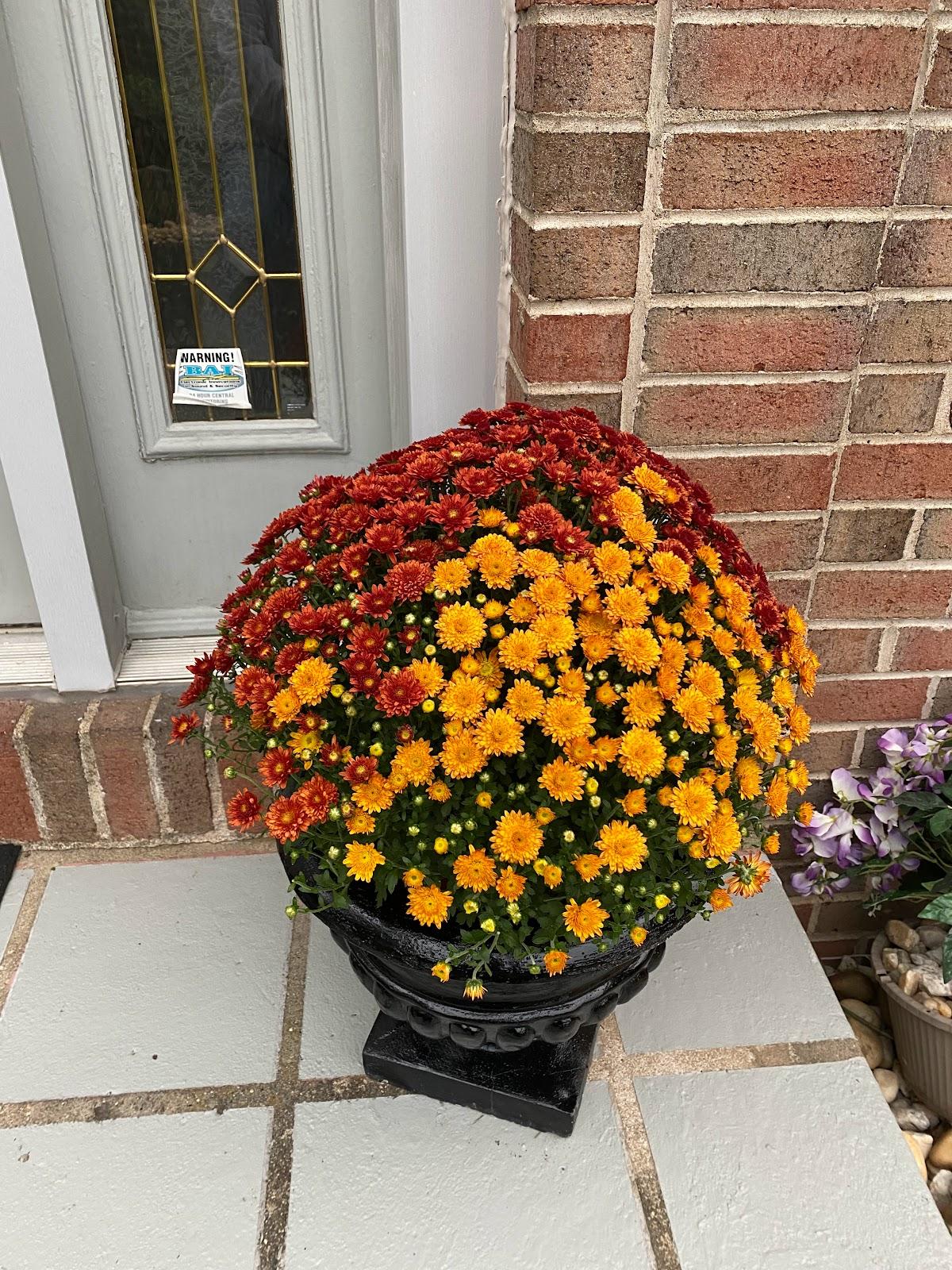 tri colored fall mums in a planter on the porch