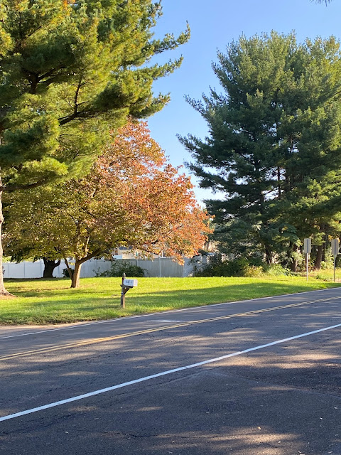 trees turning color for fall