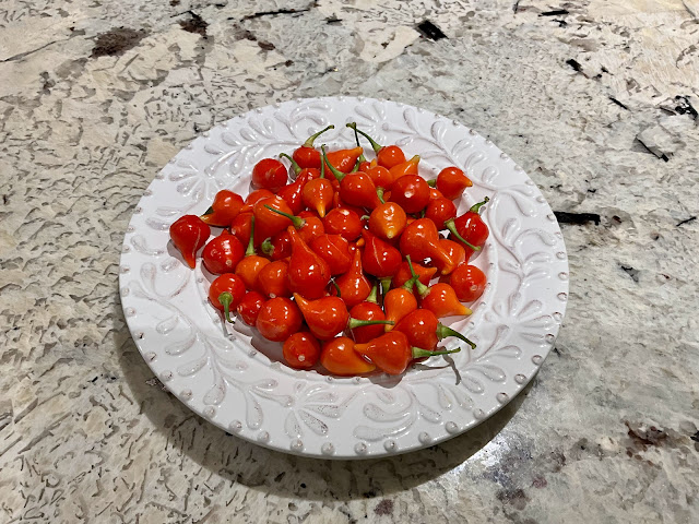 small red Peruvian drop pepper on a white plate