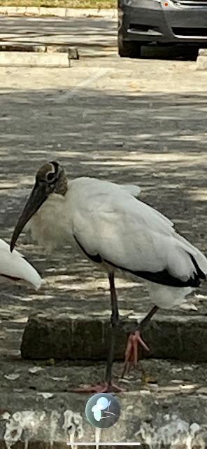 wood stork standing