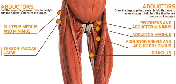 adductors and abductors anatomy | leg workouts