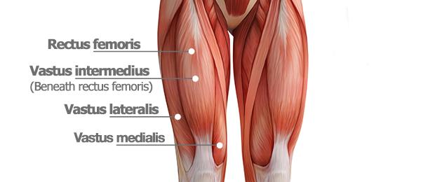 quad muscles | thigh anatomy