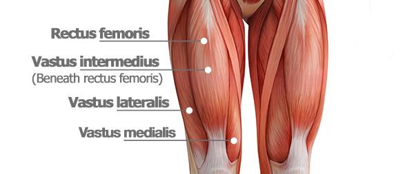 quad muscle anatomy | do squats make your butt look bigger