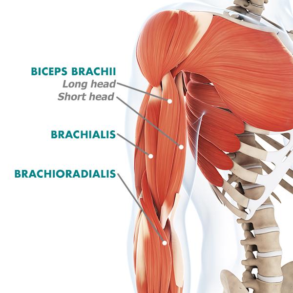 biceps anatomy | arm muscles