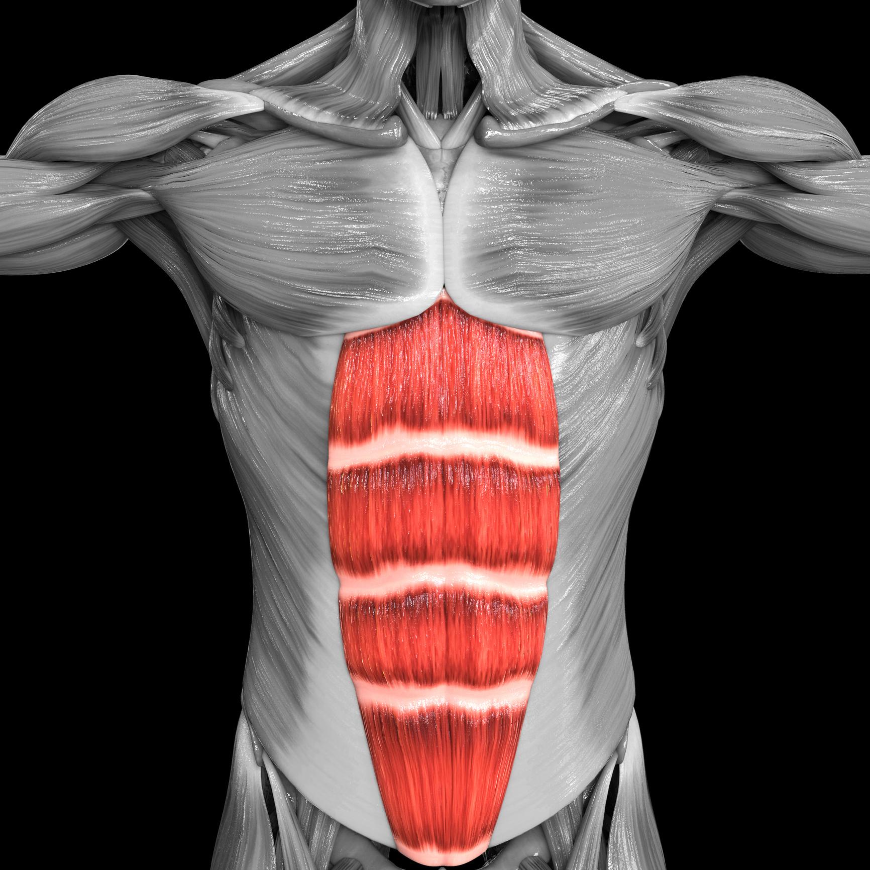 Diagram of Rectus Abdominis | Hollow Body Hold