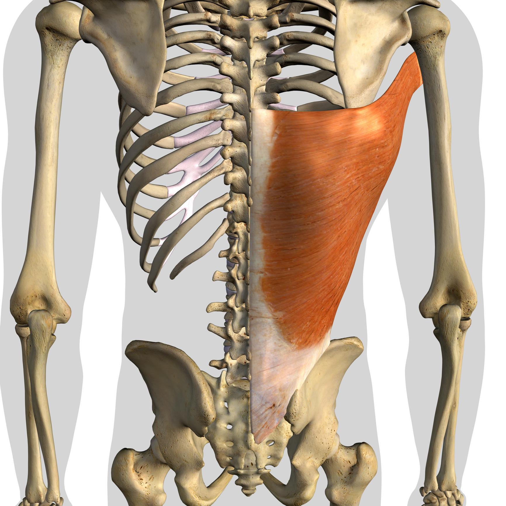 Anatomic Graphic of Lat Muscle | Lat Exercises