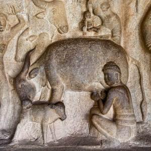 History of milk consumption