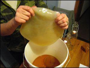 Kombucha biofilm