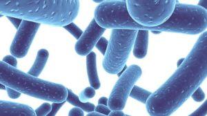 Lactic acid bacteria