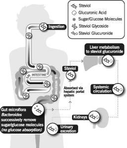 Steviol glycoside metabolism in humans
