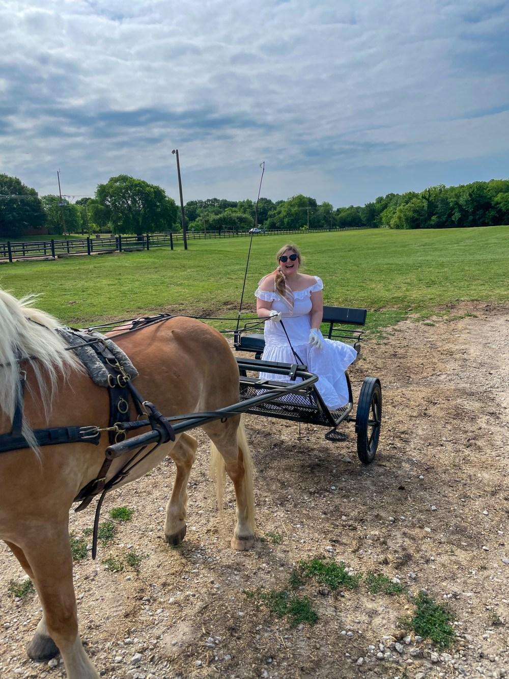 Horse Blog | Driving