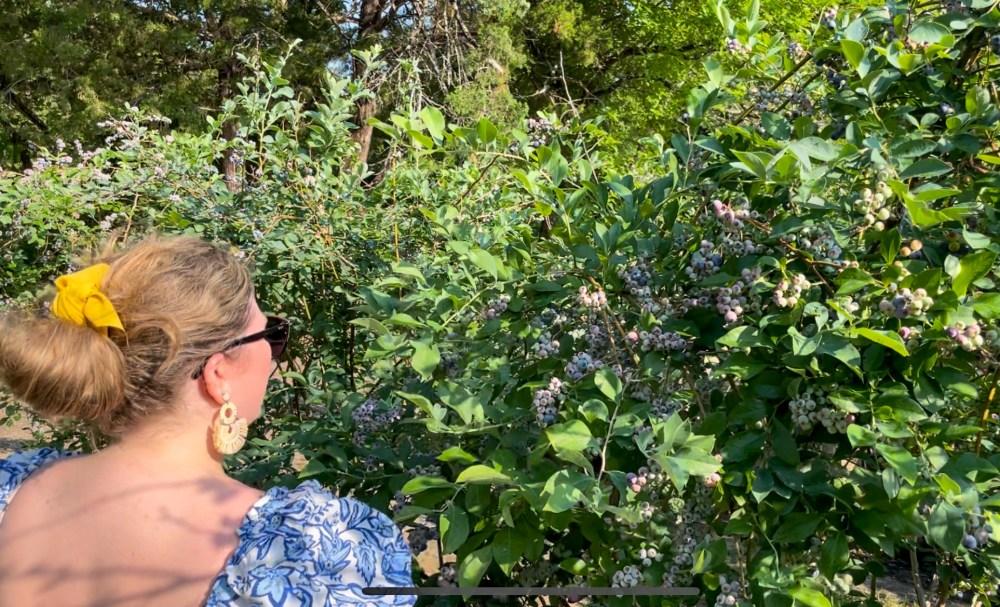 Blase Family Farm Blueberries
