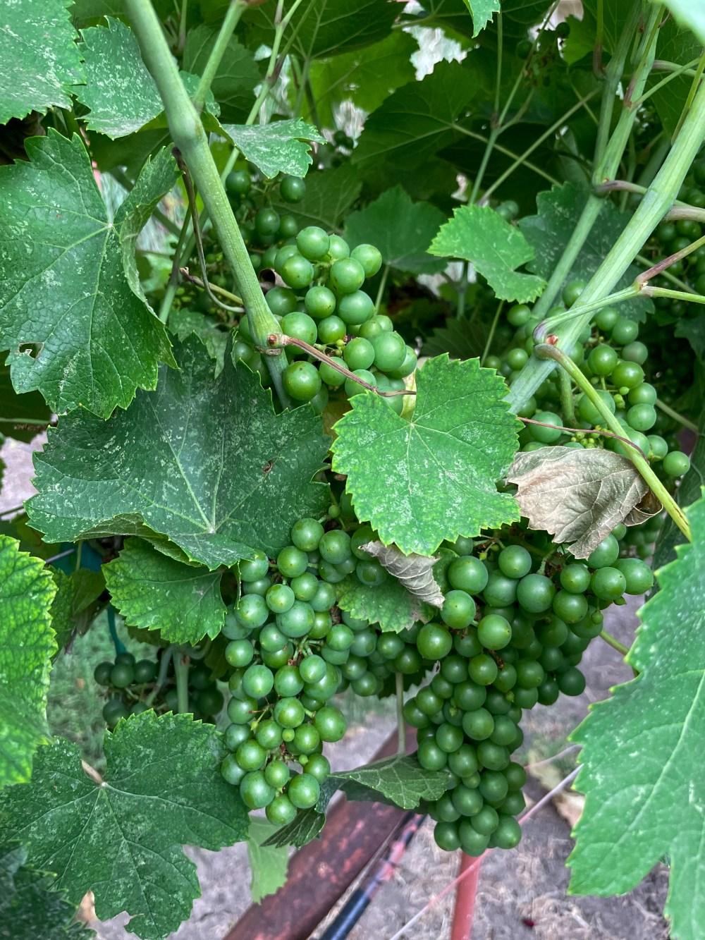 Summer Vineyard Picnic