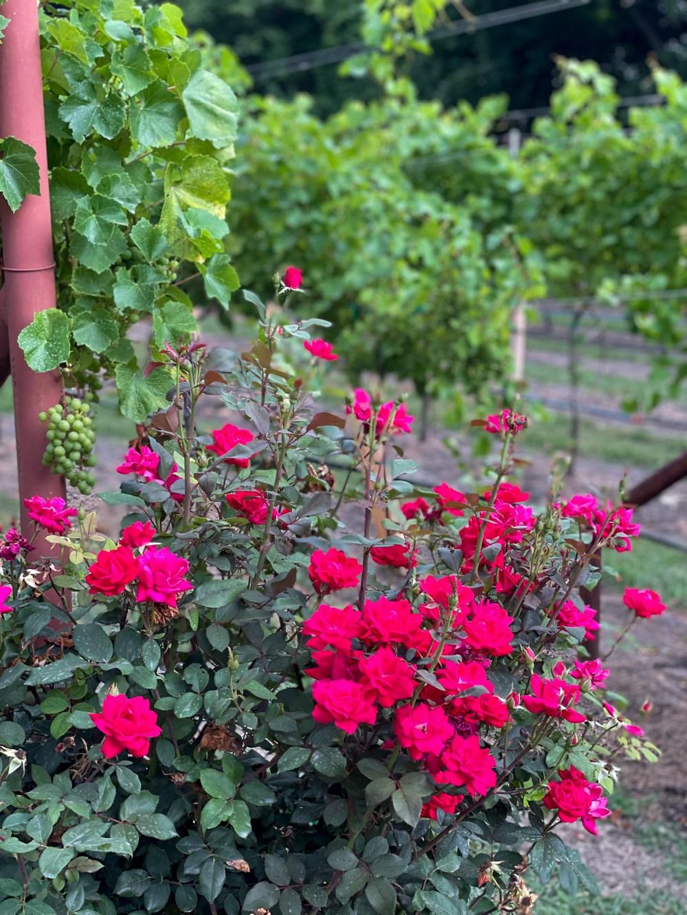 San Martiño Winery