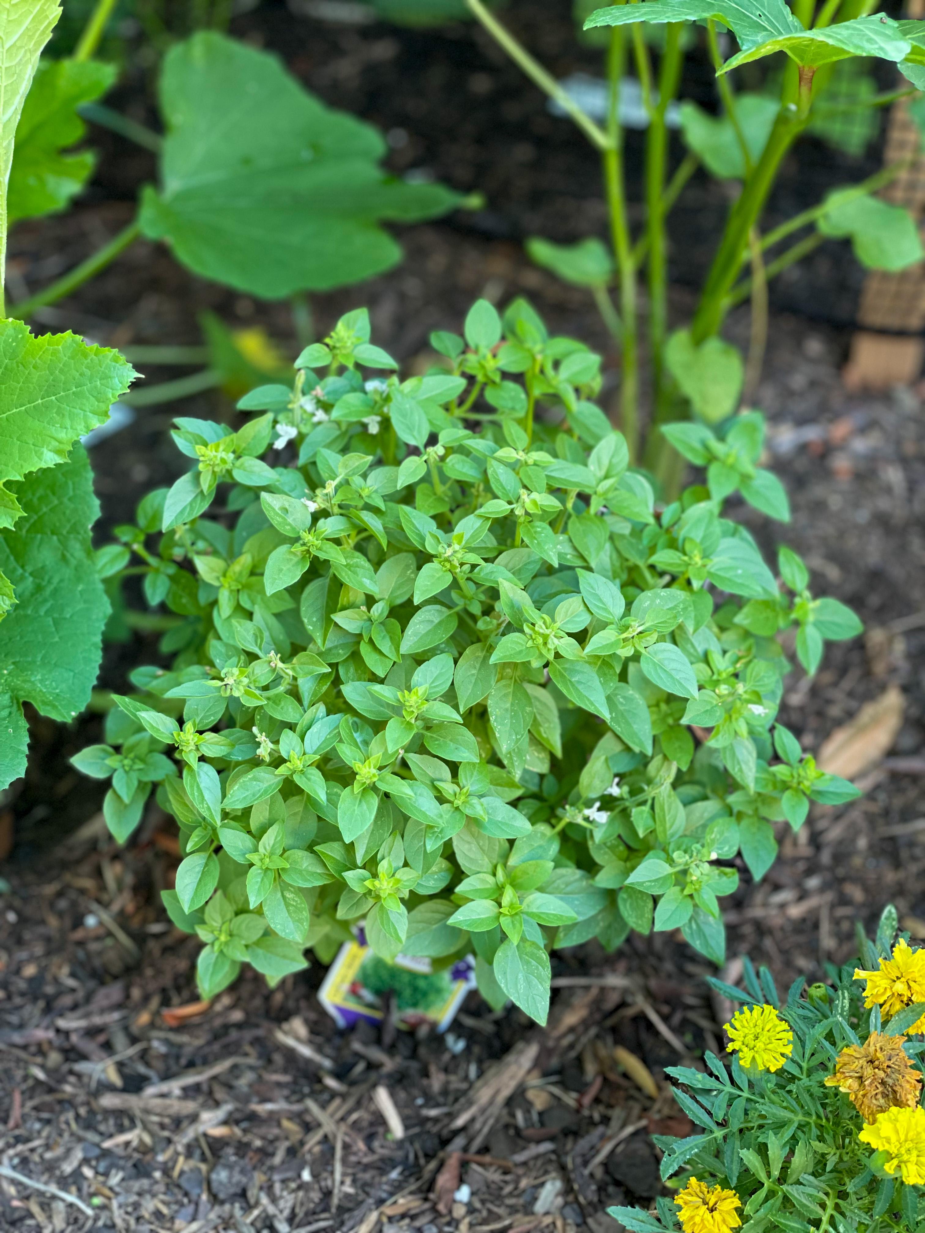 Spicy Basil Globe