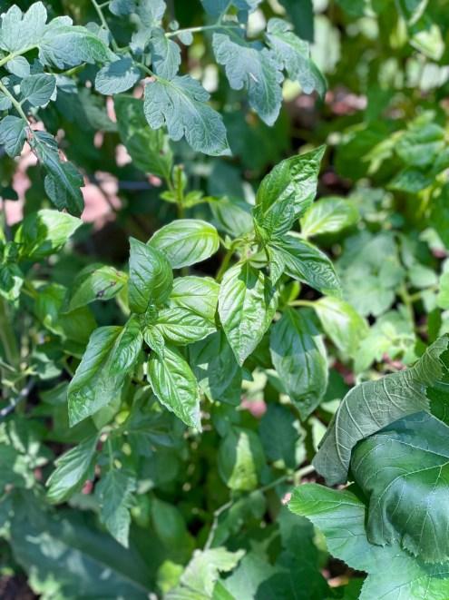 Basil
