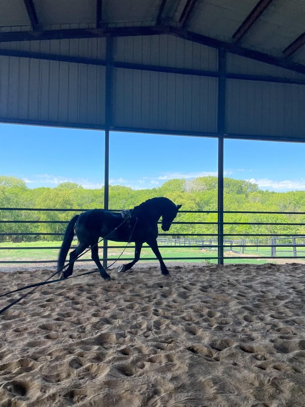 Friesian Driving | Horse Blog
