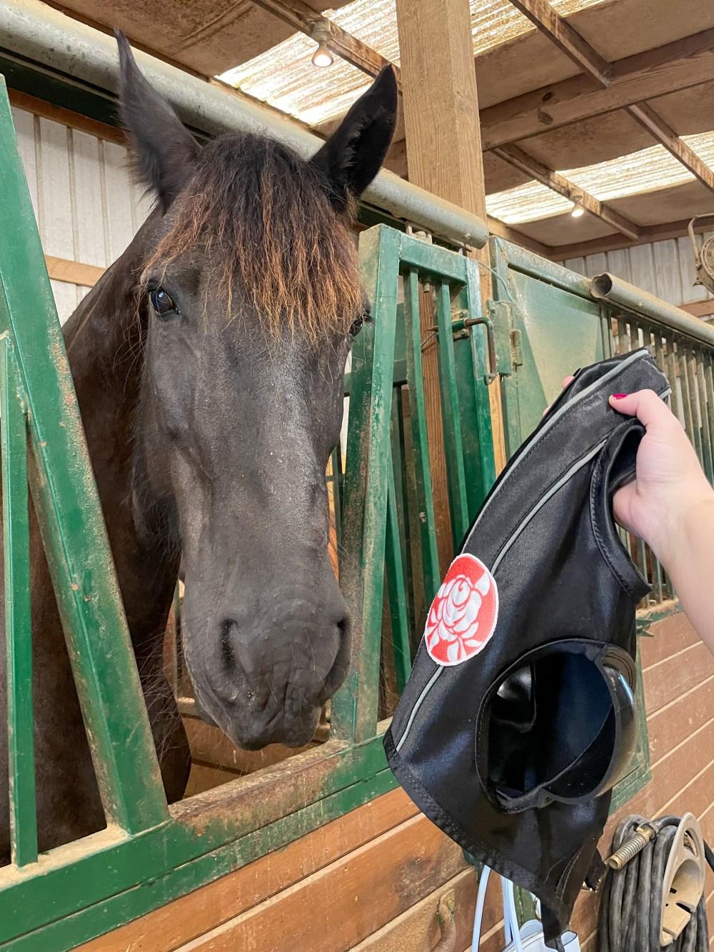 Appointments USA Blinkers | Horse Blog