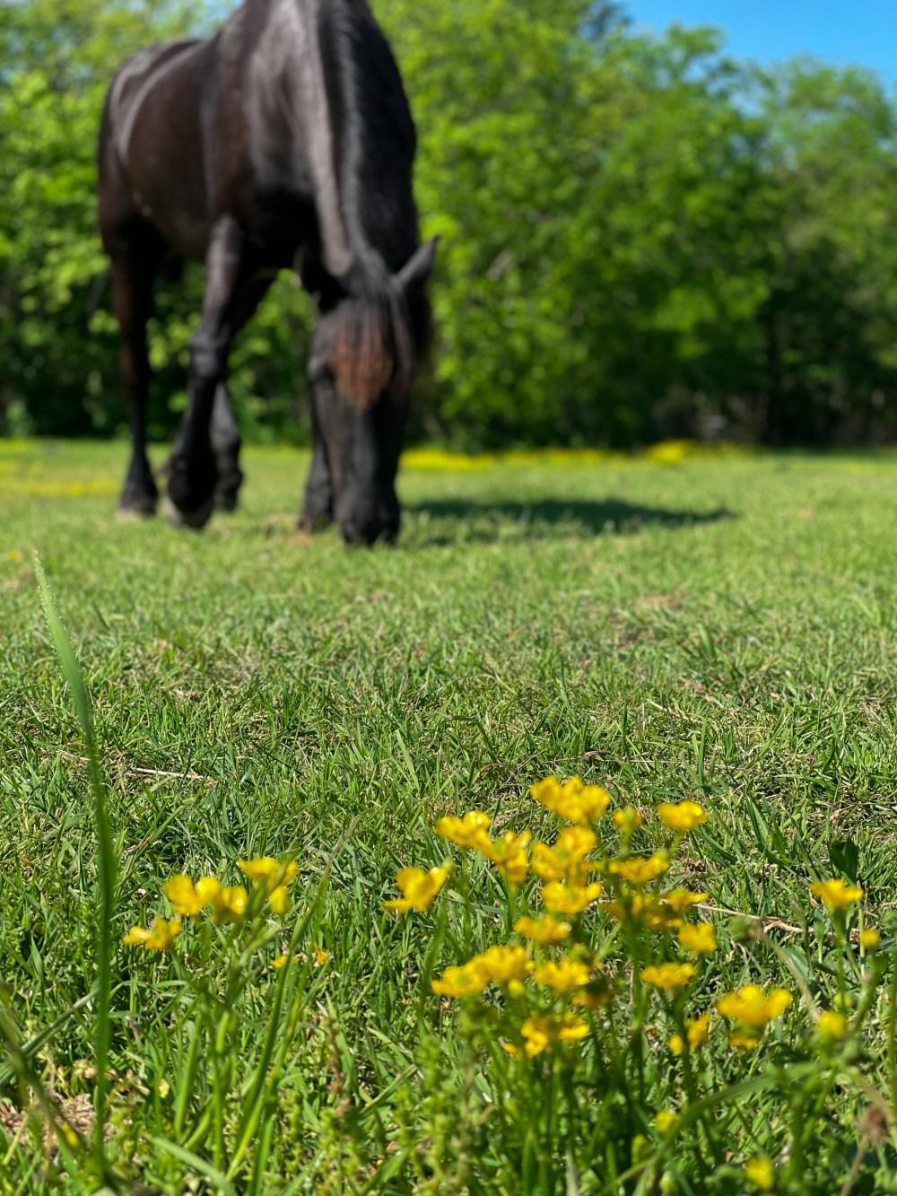Friesian Driving | Horse Blog