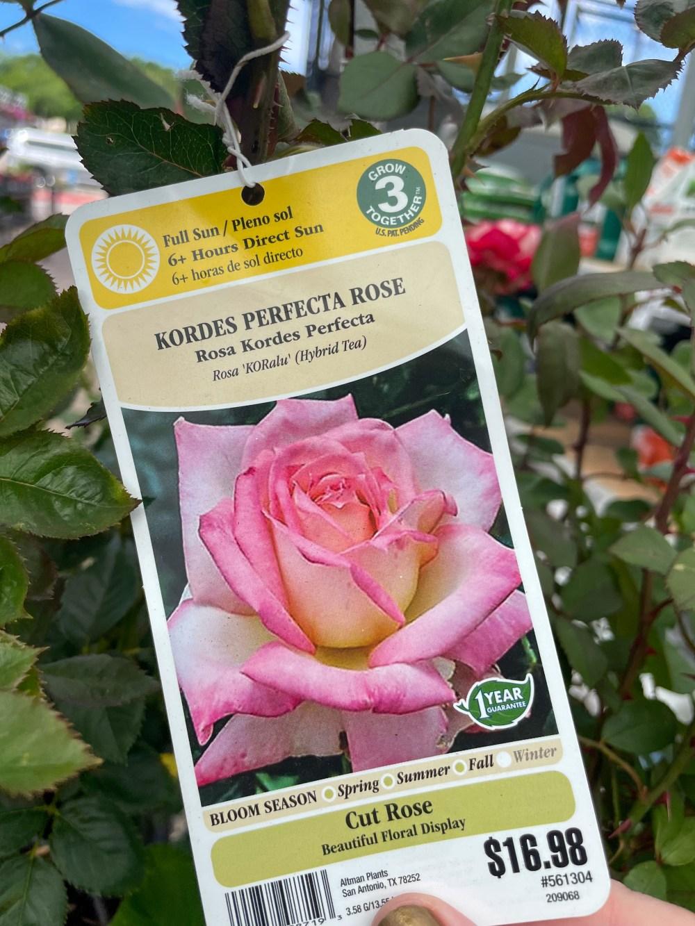 Kordes Perfecta Rose