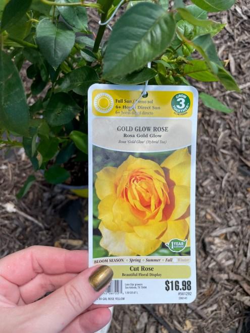 Gold Glow Rose
