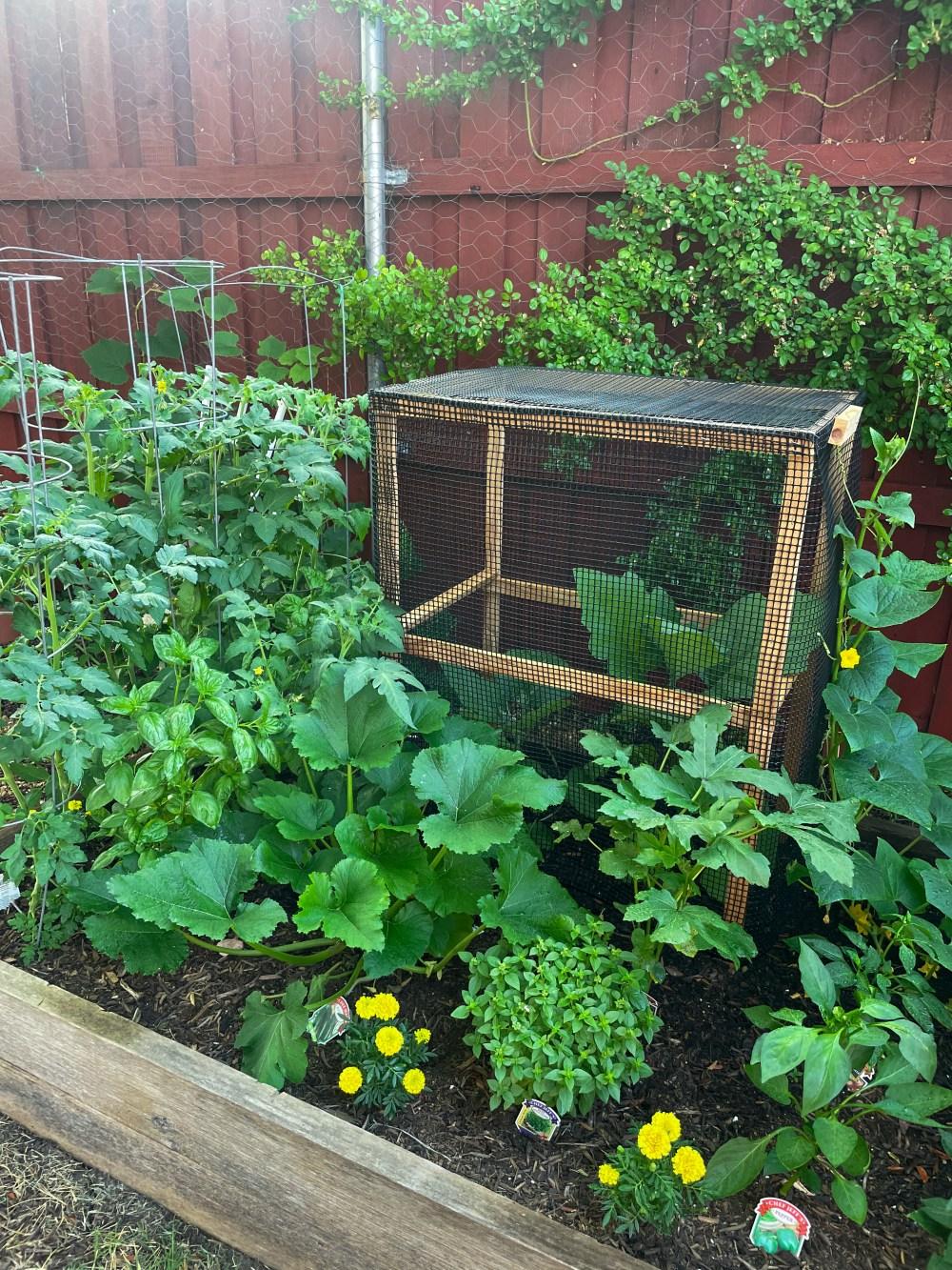 How to Protect Eggplant from Squirrels