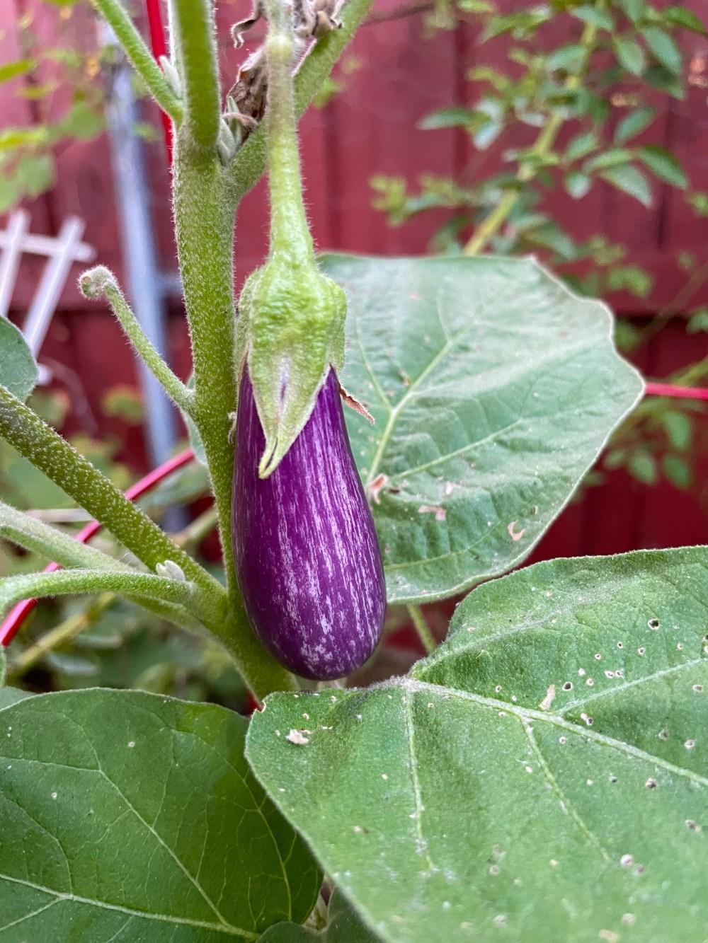 How to Grow Eggplant