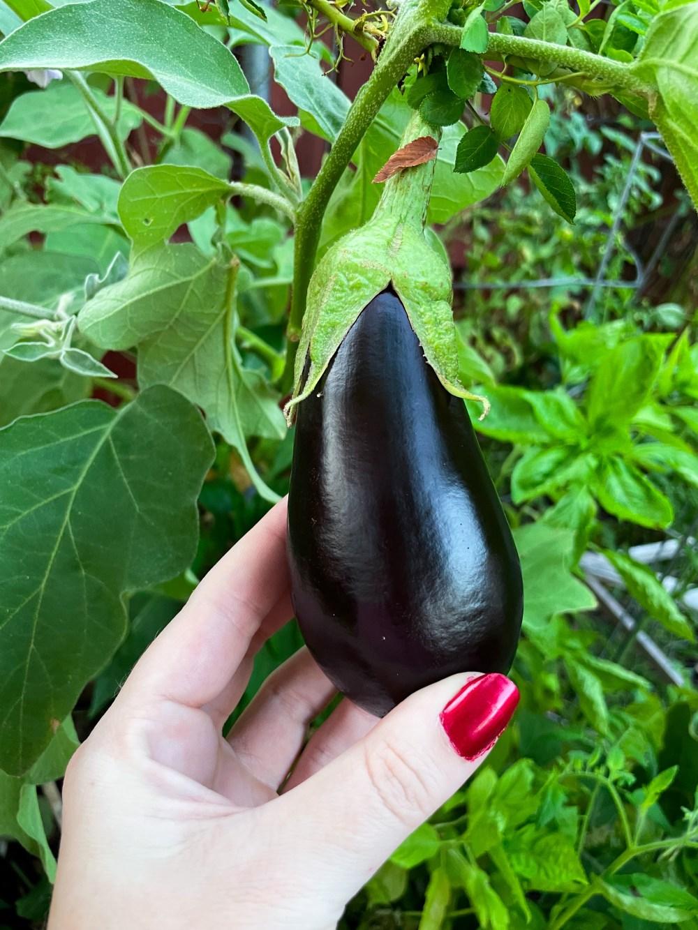How to Grow Eggplant