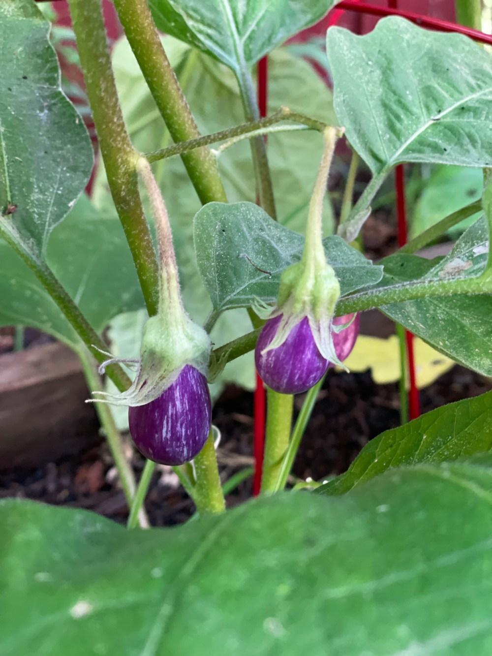 Fairytale Eggplant