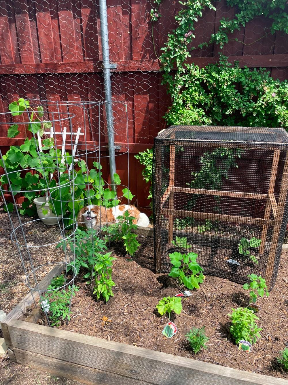 How to Protect Eggplant from Squirrels
