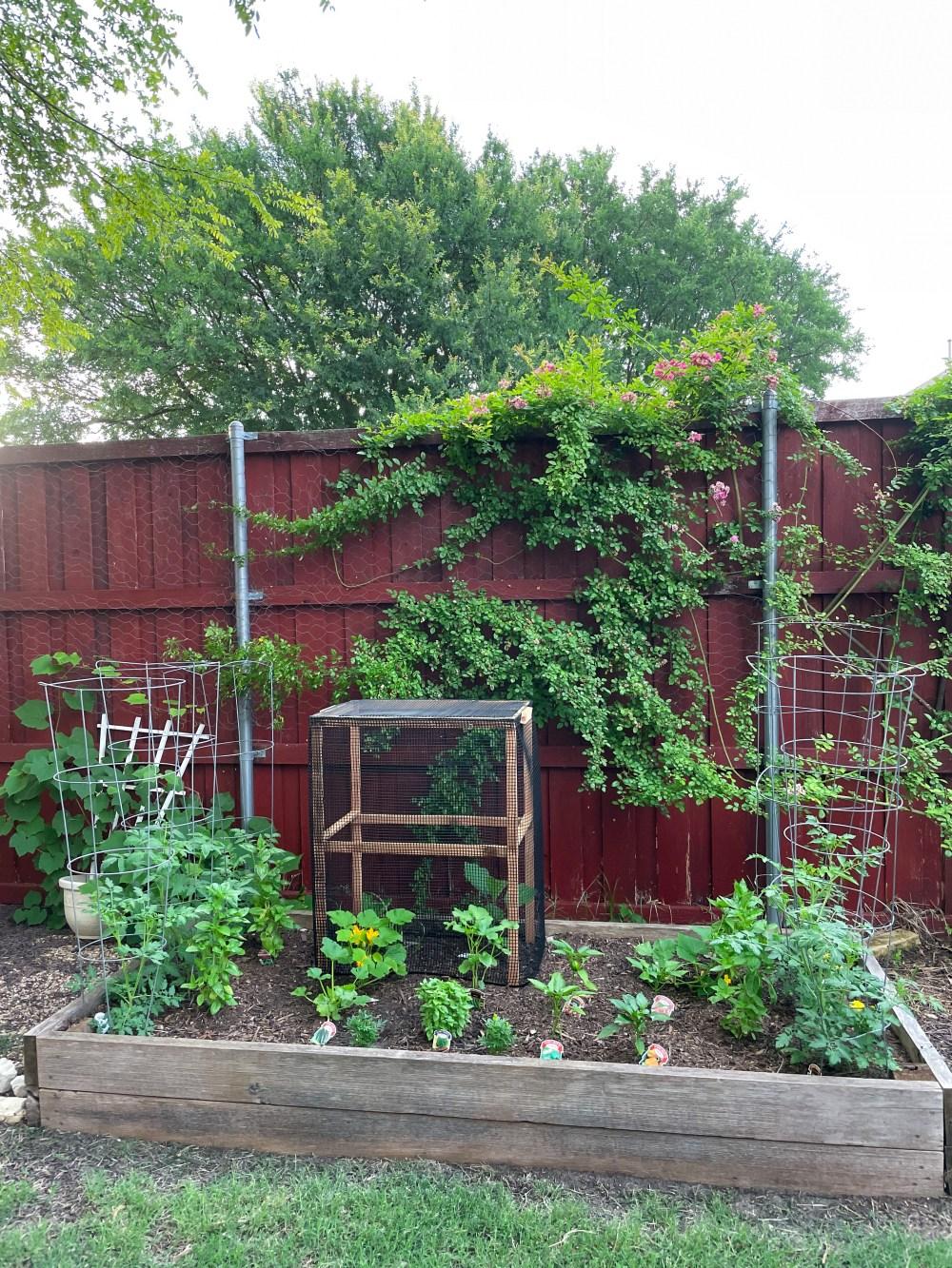 How to Protect Eggplant from Squirrels