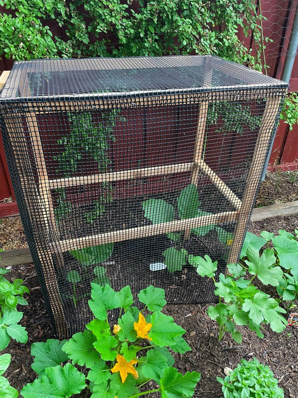 How to Protect Eggplant from Squirrels