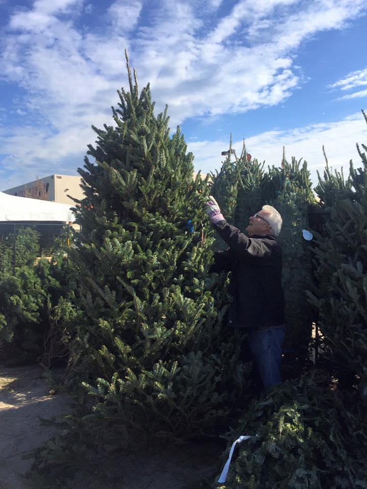 Frasier Fir Christmas Tree