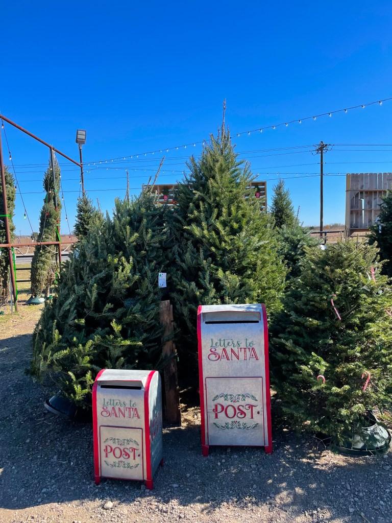 Buying a real Christmas Tree