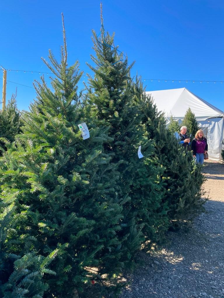 Buying a real Christmas Tree