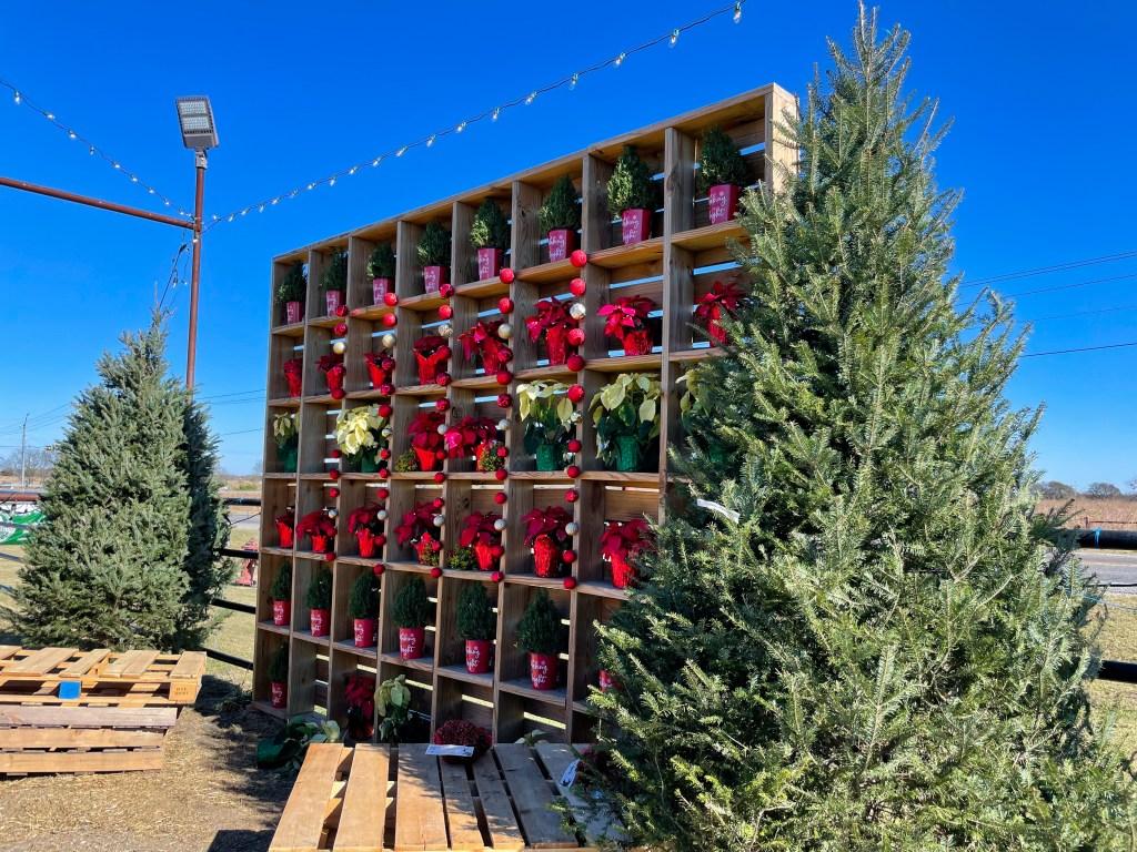 Buying a real Christmas Tree