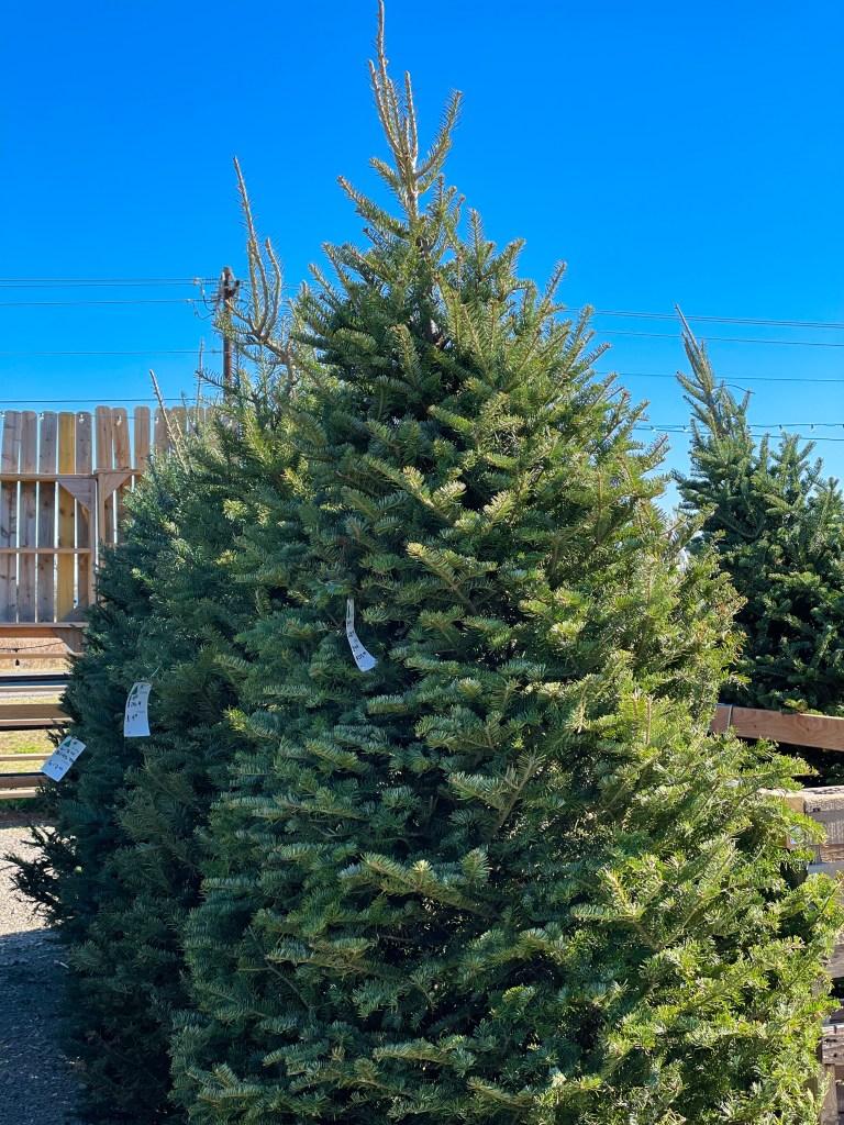 Buying a real Christmas Tree