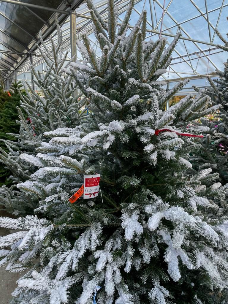 Flocked Christmas Tree