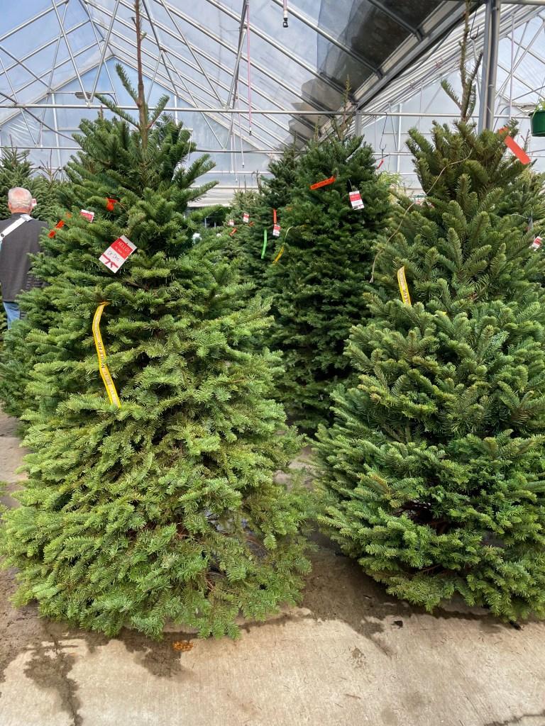 Buying a real Christmas Tree