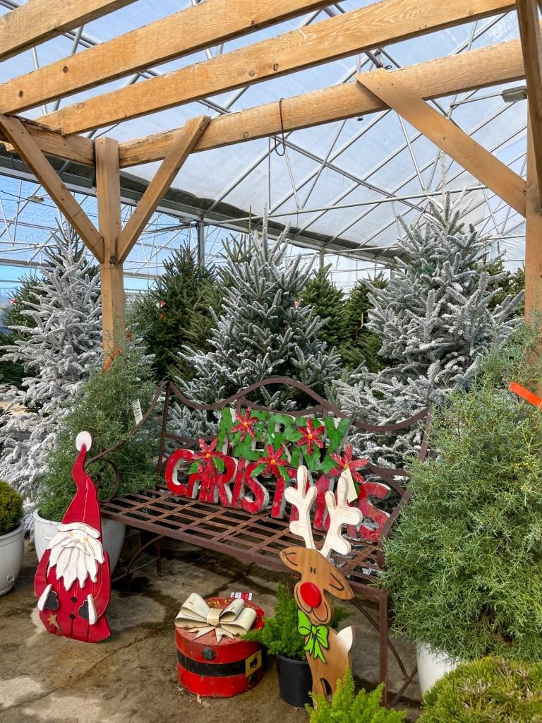 Buying a real Christmas Tree
