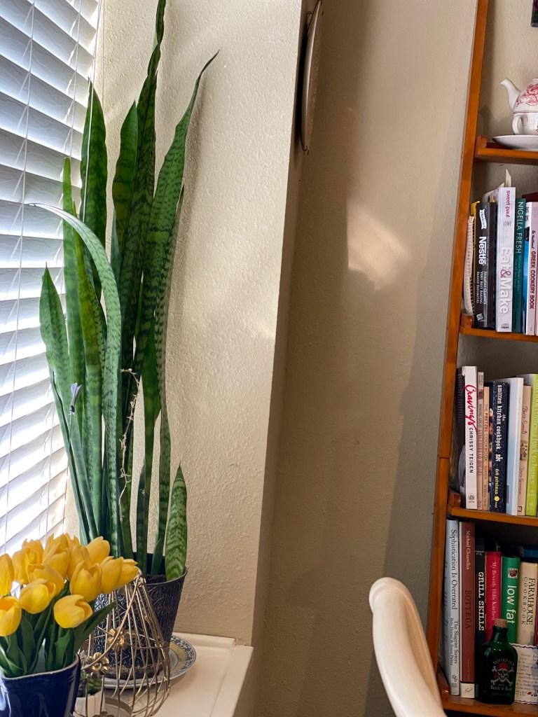 Snake Plants
