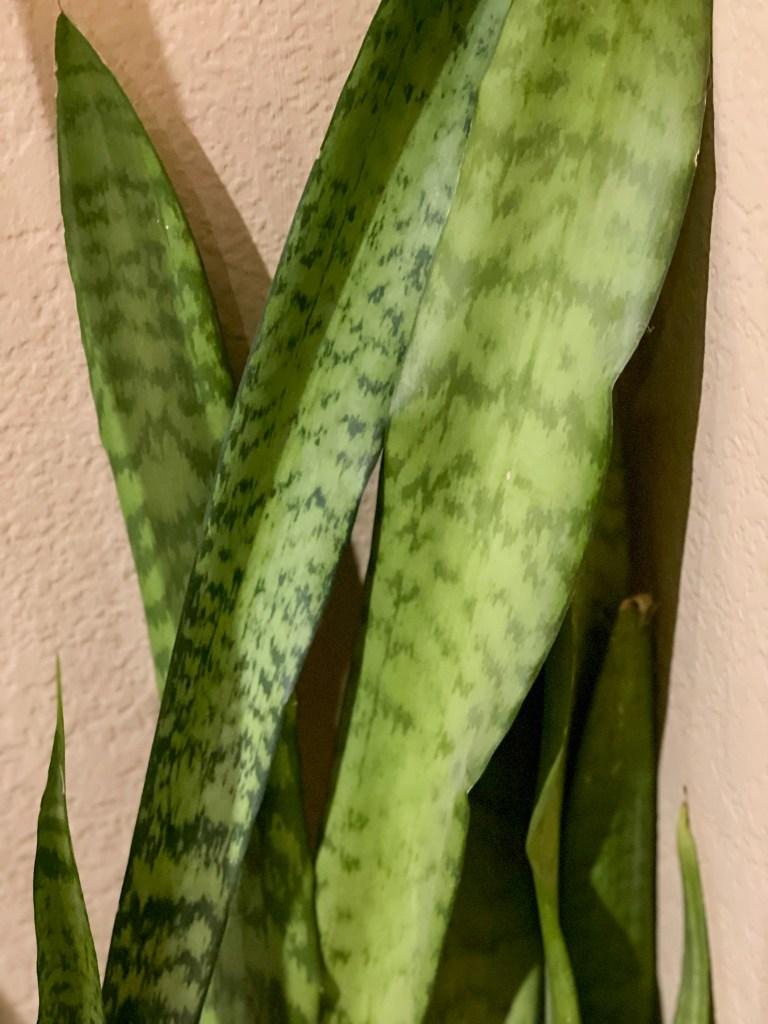 Snake Plants