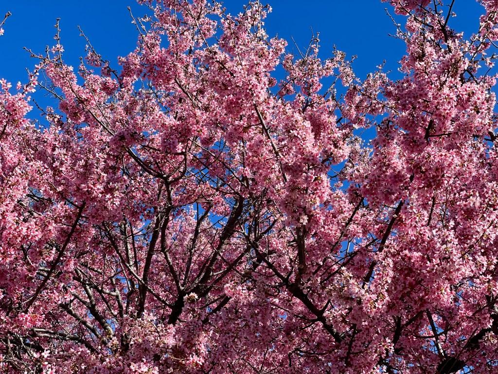 Dallas Blooms 2024 Dallas Arboretum