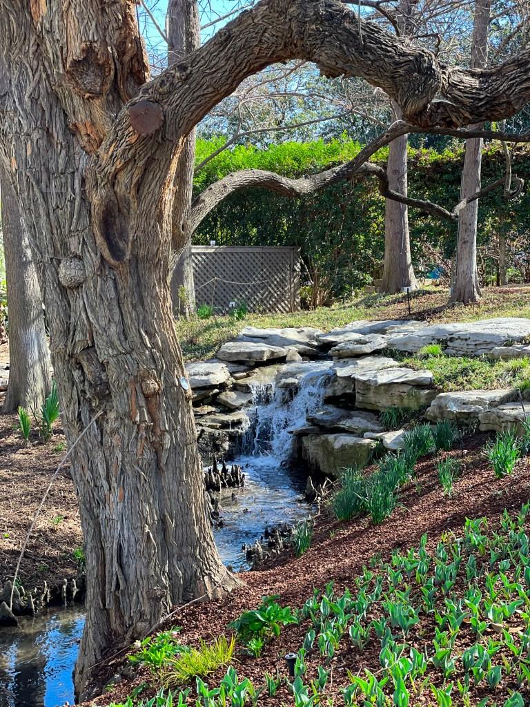 Dallas Blooms 2024 Dallas Arboretum