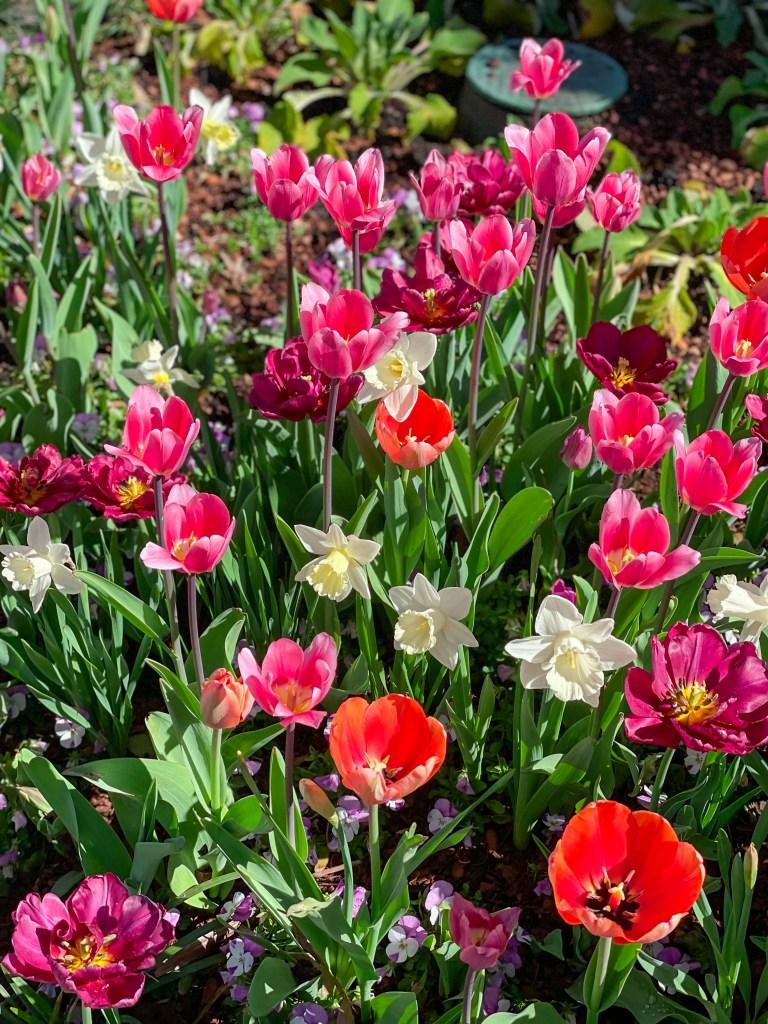 Dallas Blooms 2024 Dallas Arboretum