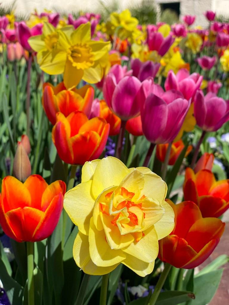 Dallas Blooms 2024 Dallas Arboretum